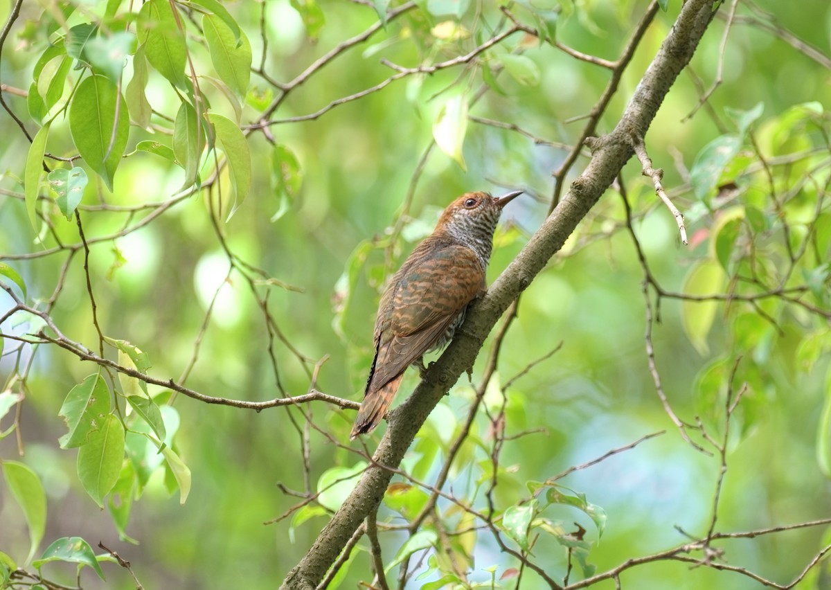 Violet Cuckoo - ML642146944