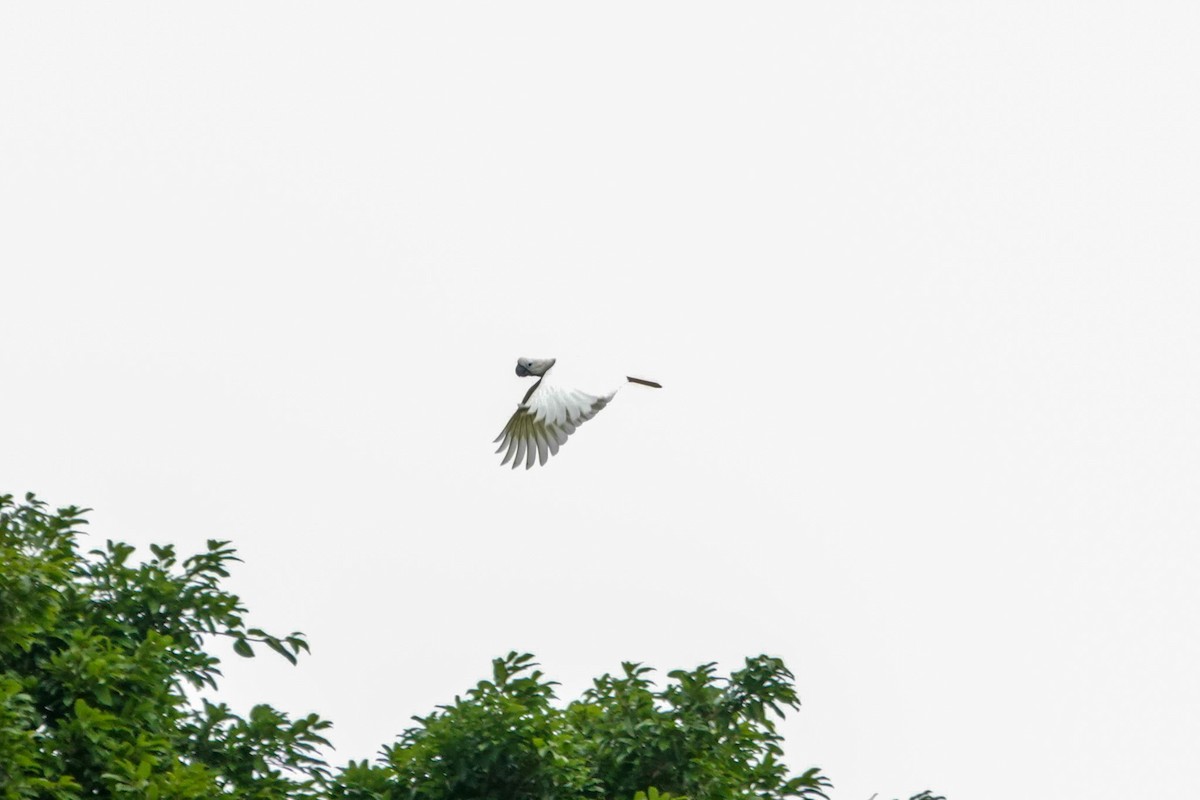 Cacatúa Moluqueña - ML642146970