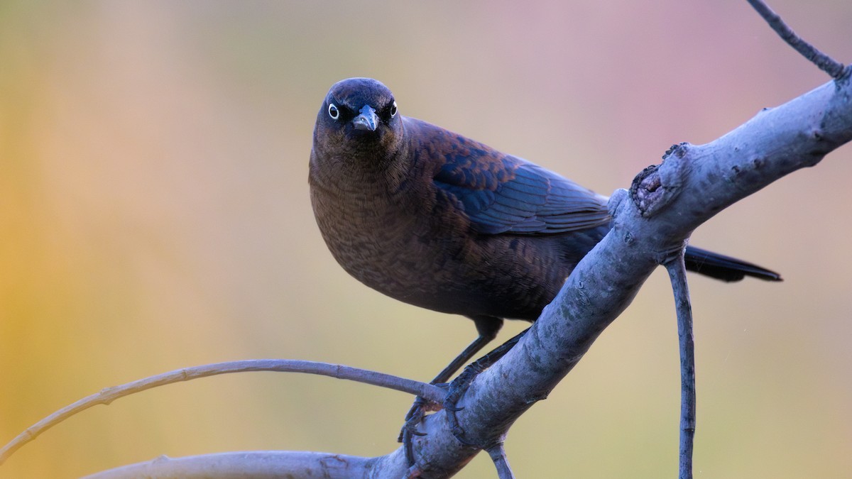 Rusty Blackbird - ML642146974