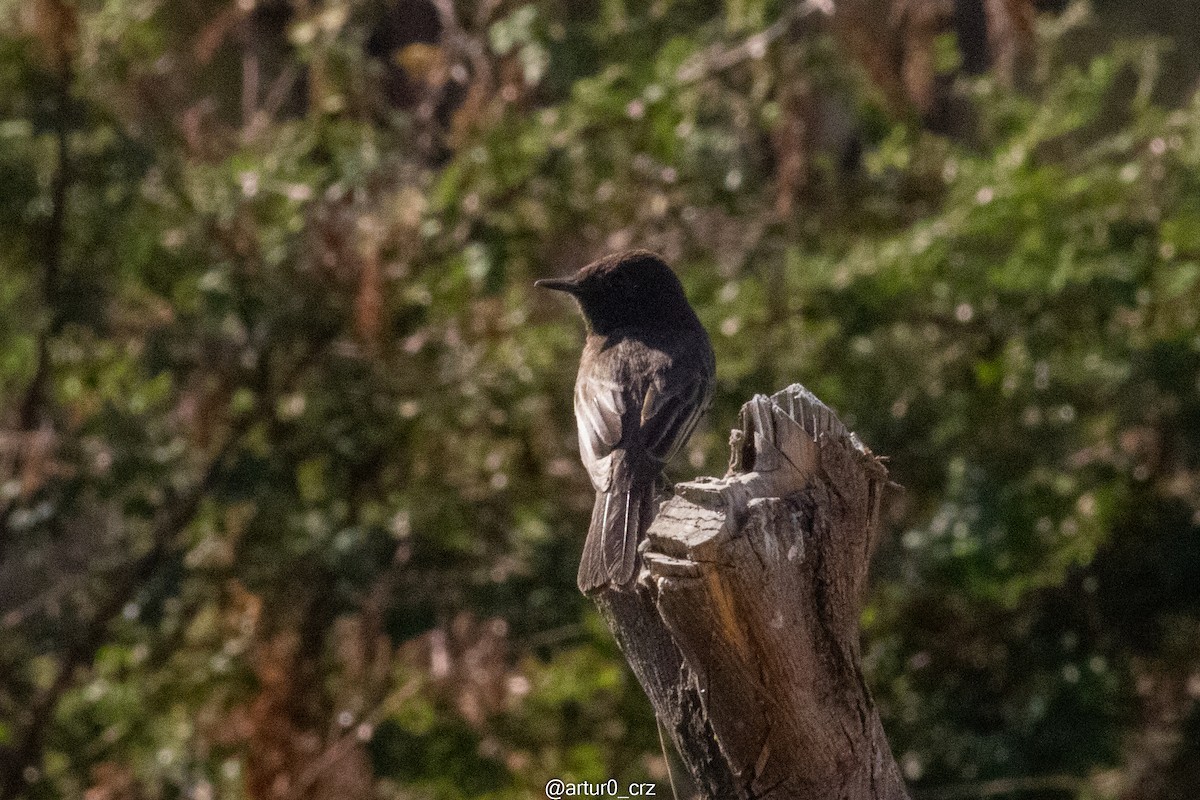 Black Phoebe - ML642146975