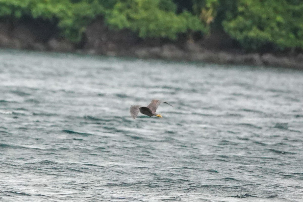 Pacific Reef-Heron - ML642146978