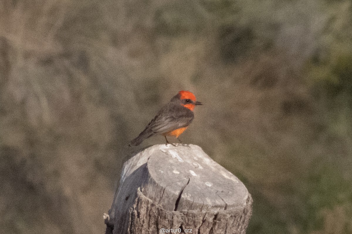 Vermilion Flycatcher - ML642146980