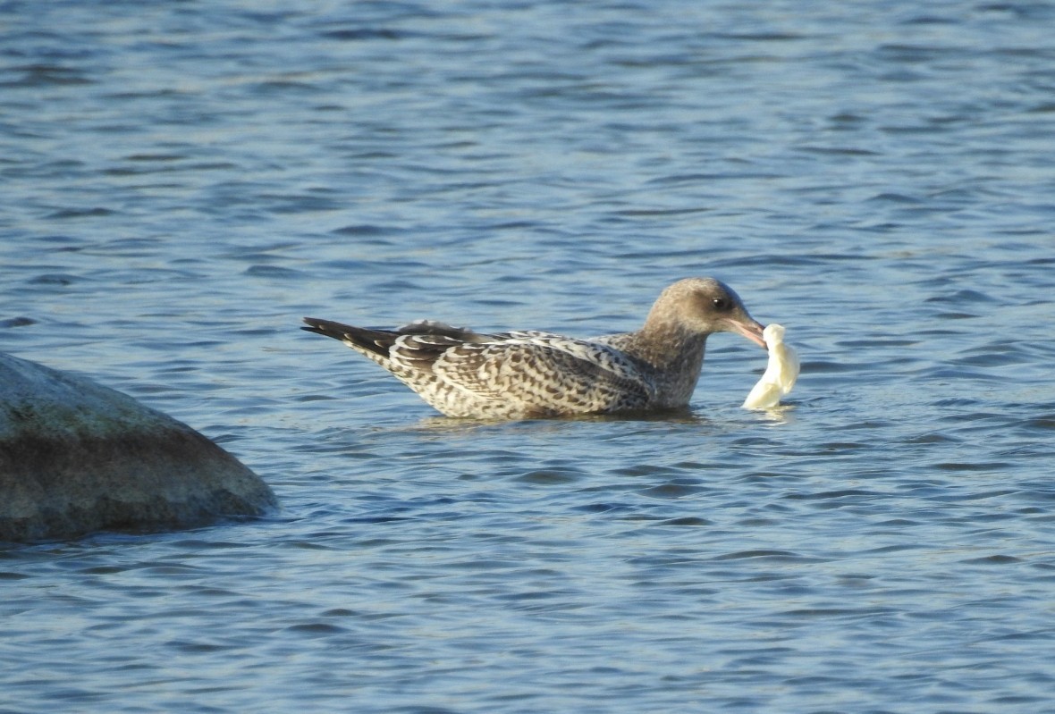 California Gull - ML642146982