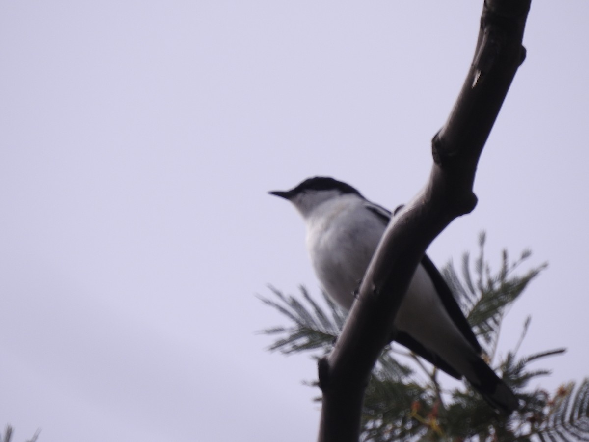 White-winged Triller - ML642146998