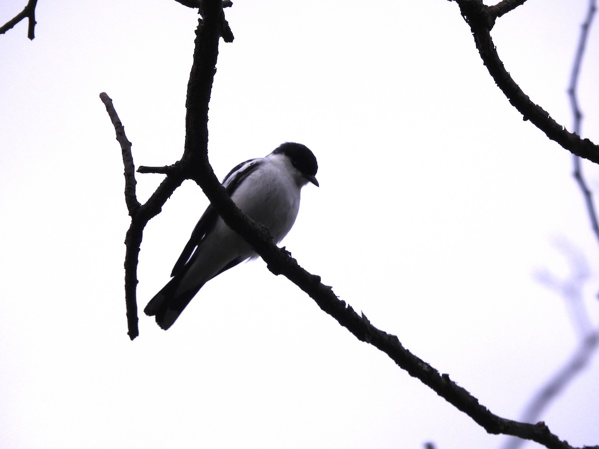 White-winged Triller - ML642146999