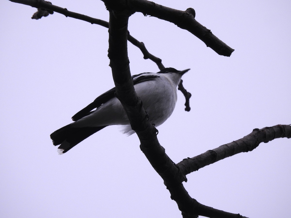 White-winged Triller - ML642147000