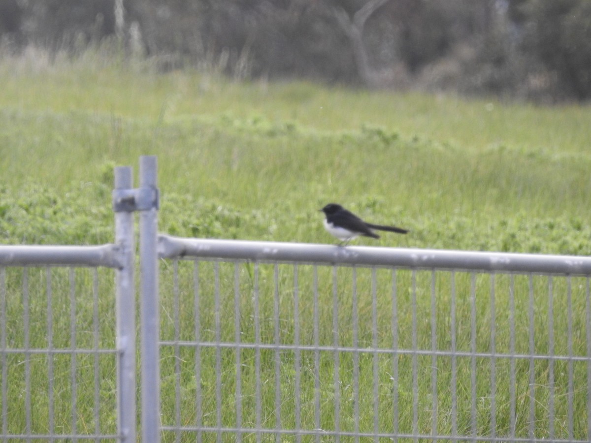 Willie-wagtail - ML642147003