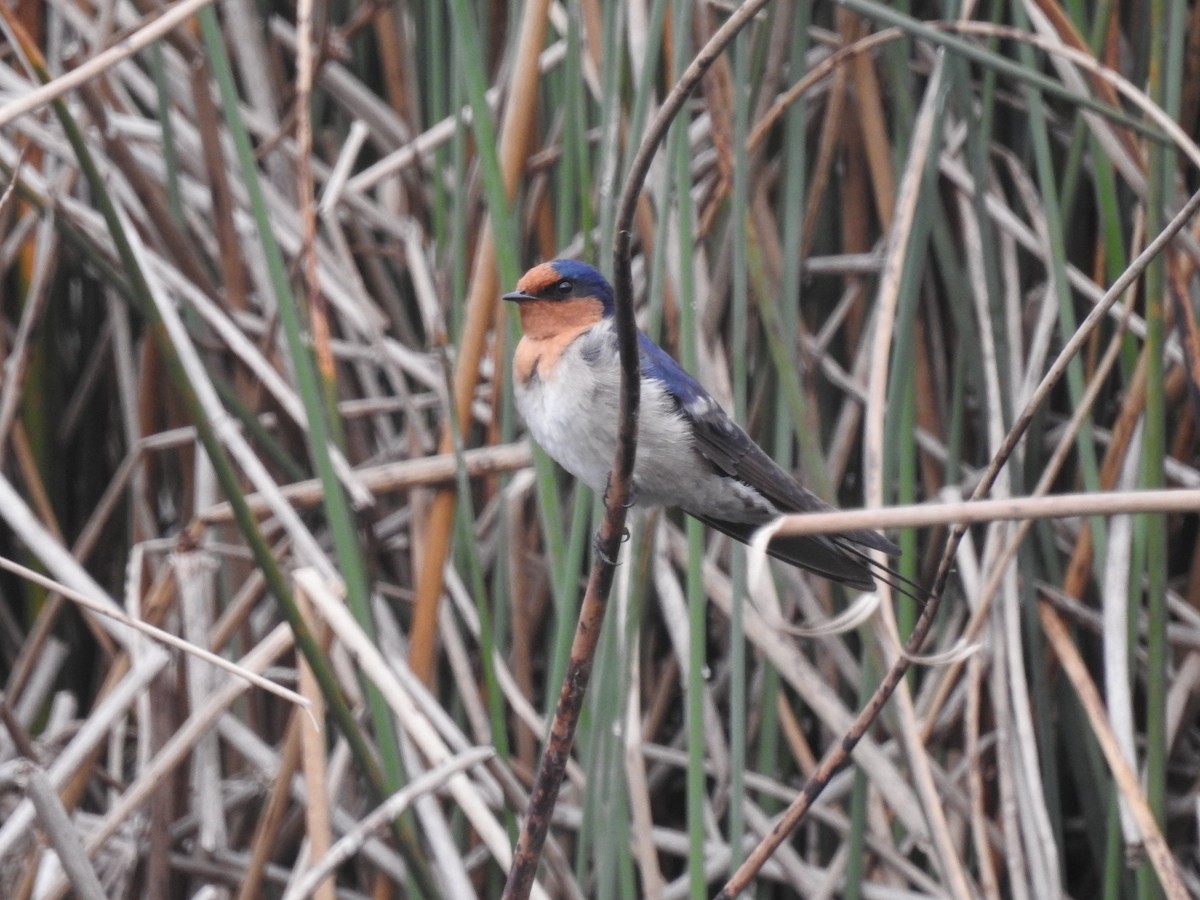 Welcome Swallow - ML642147004