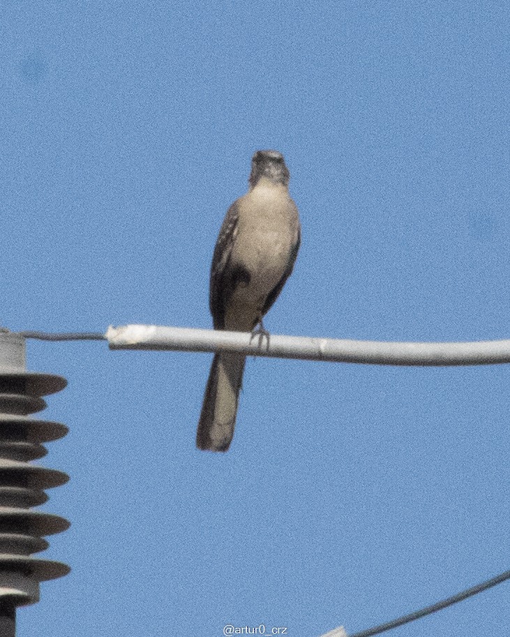 Northern Mockingbird - ML642147005