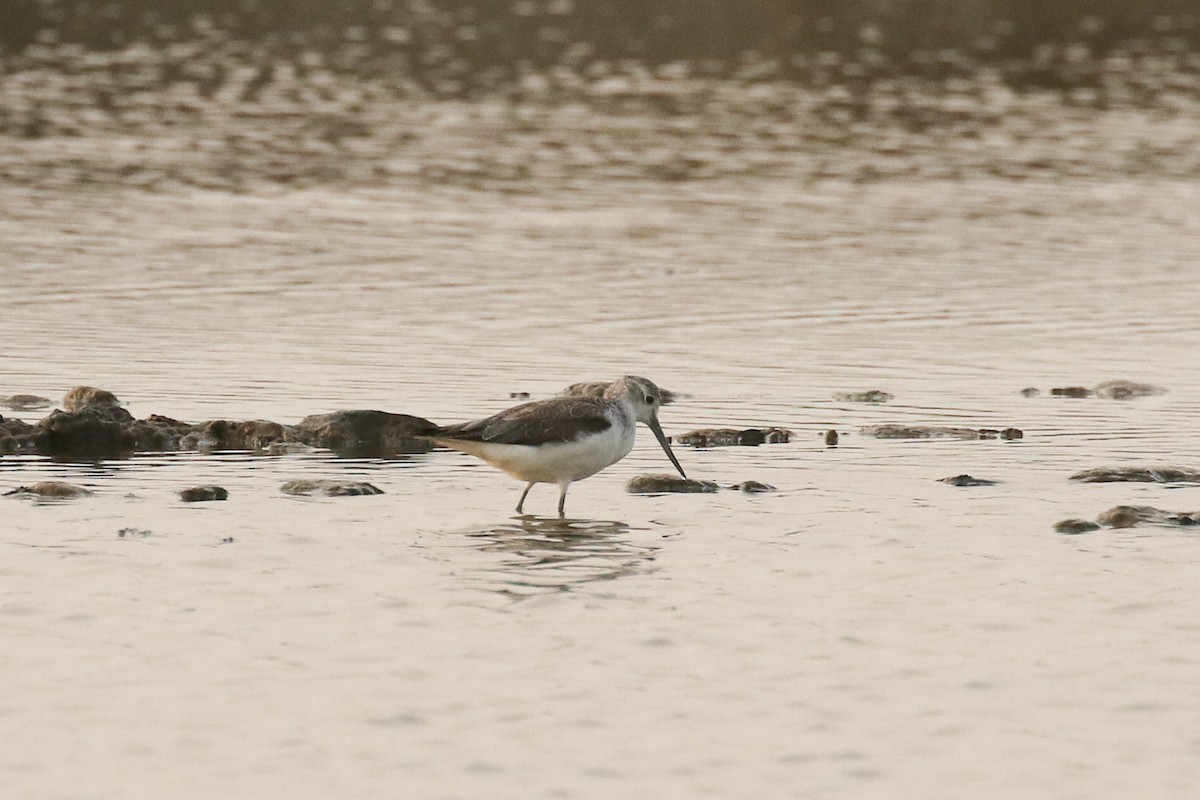 Nordmann's Greenshank - ML642147008