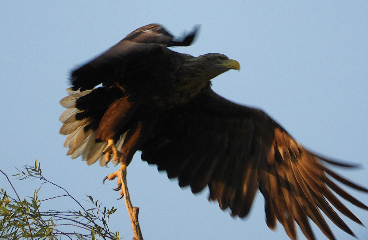 orel mořský - ML642147011