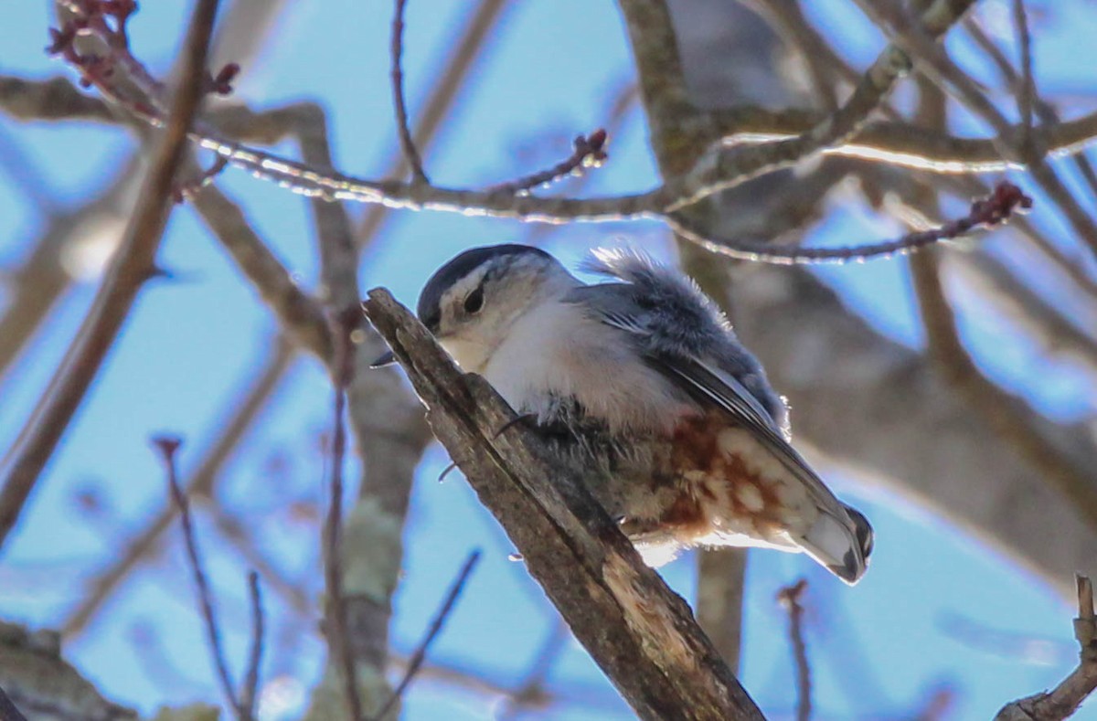 White-breasted Nuthatch - ML642147014