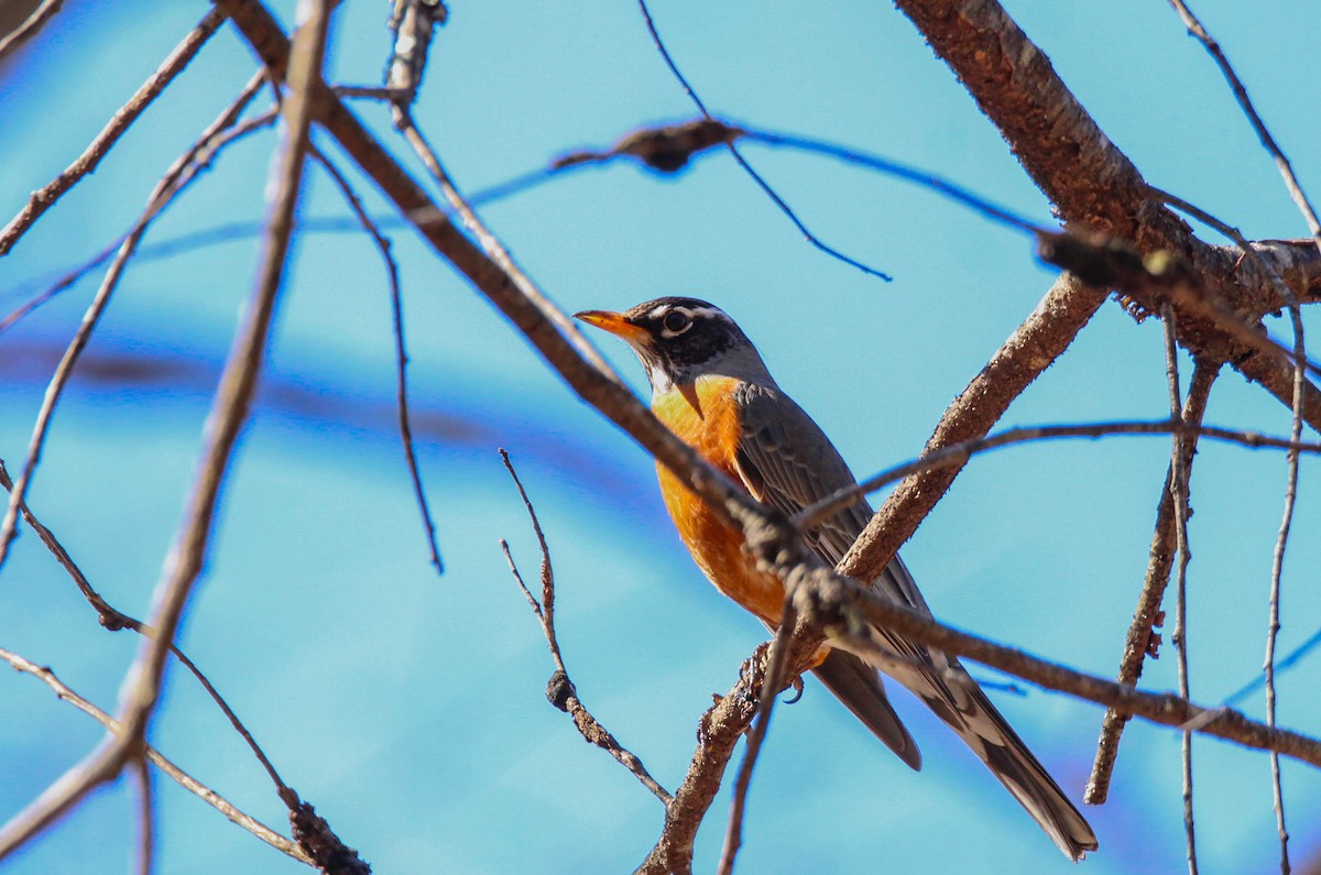 American Robin - ML642147016