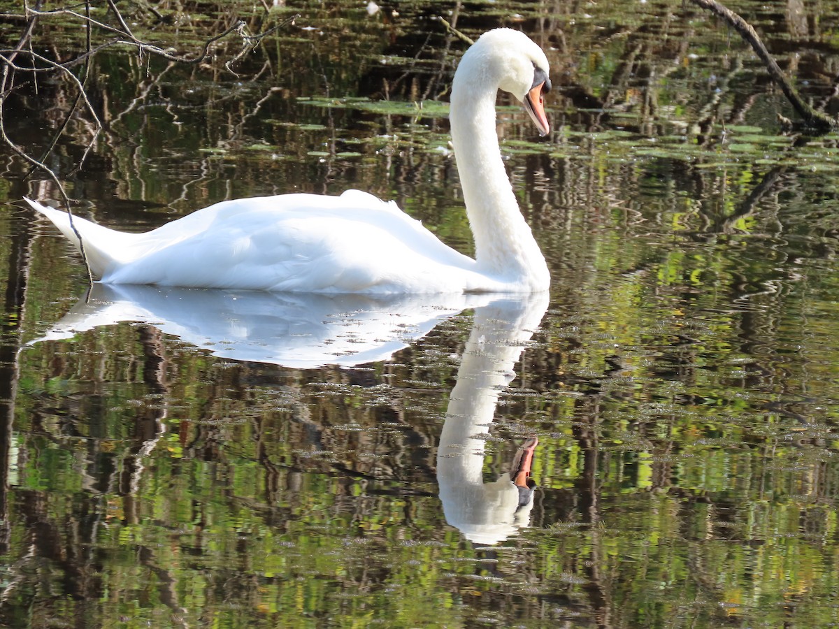 Mute Swan - ML642147019
