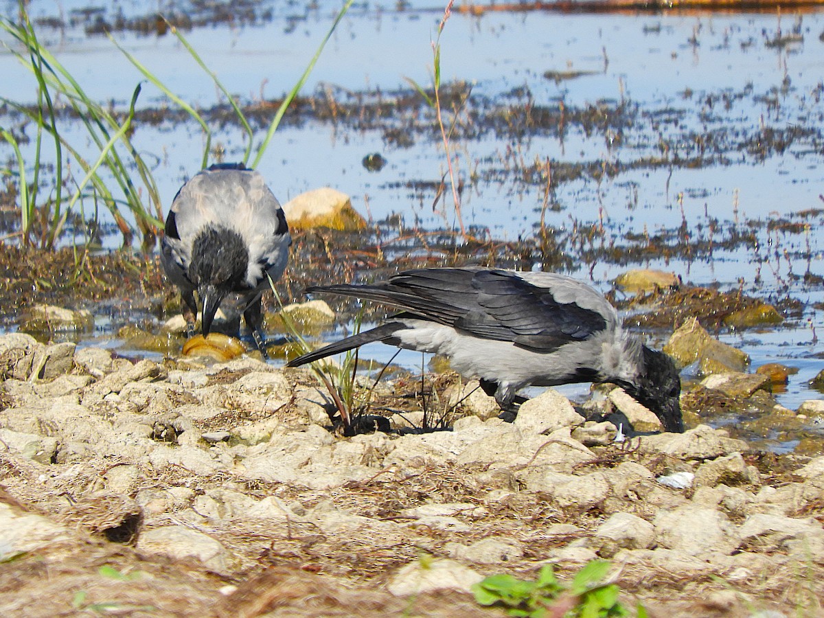 vrána šedá - ML642147028