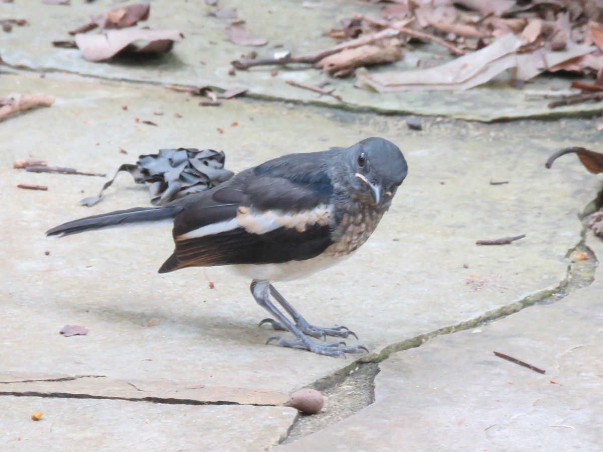 Oriental Magpie-Robin - Kim Seng Lim