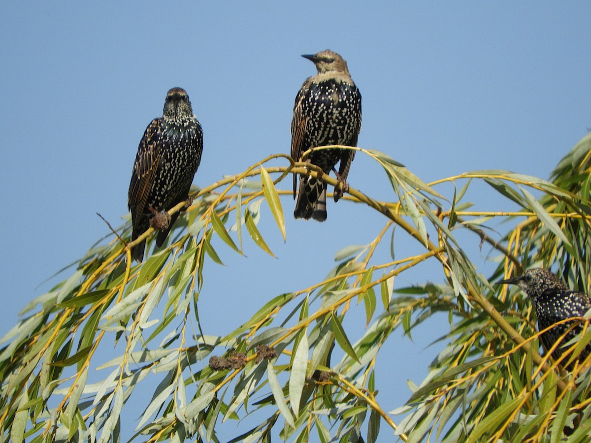 špaček obecný - ML642147036