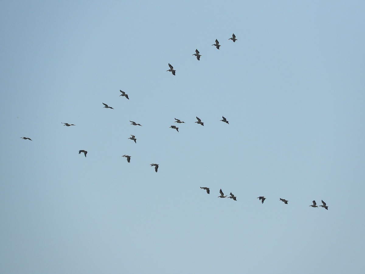 pelikán bílý - ML642147049