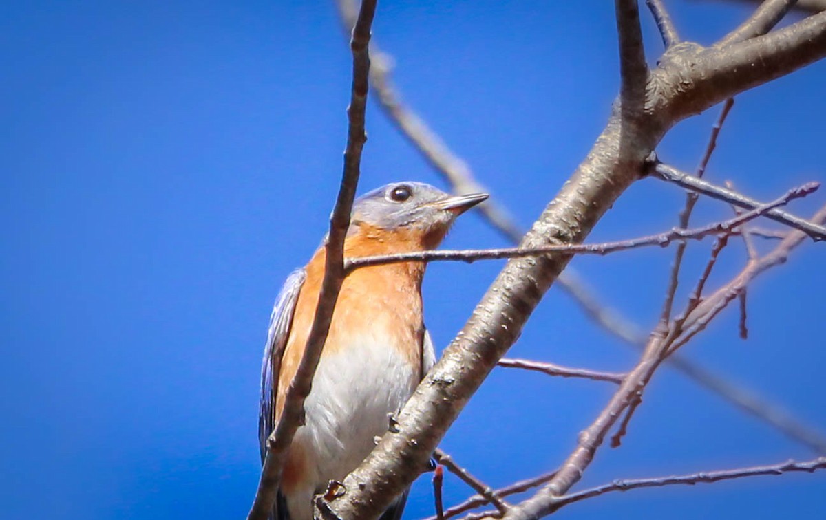 Eastern Bluebird - ML642147053