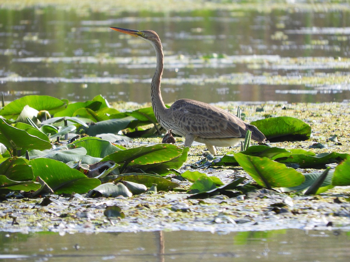 volavka červená - ML642147054