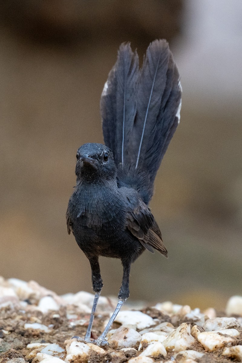 Black Scrub-Robin - ML642147074