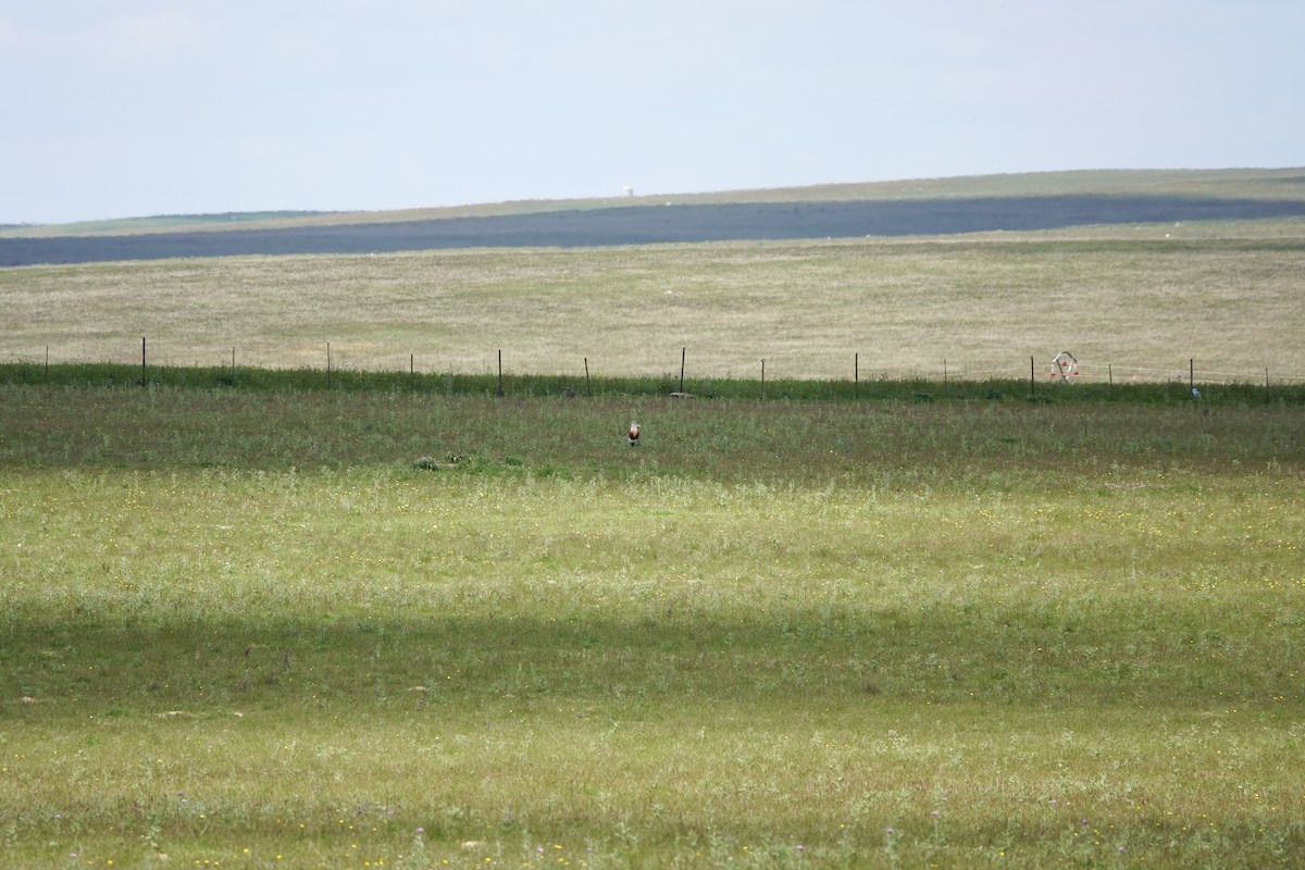 Great Bustard - ML642147086