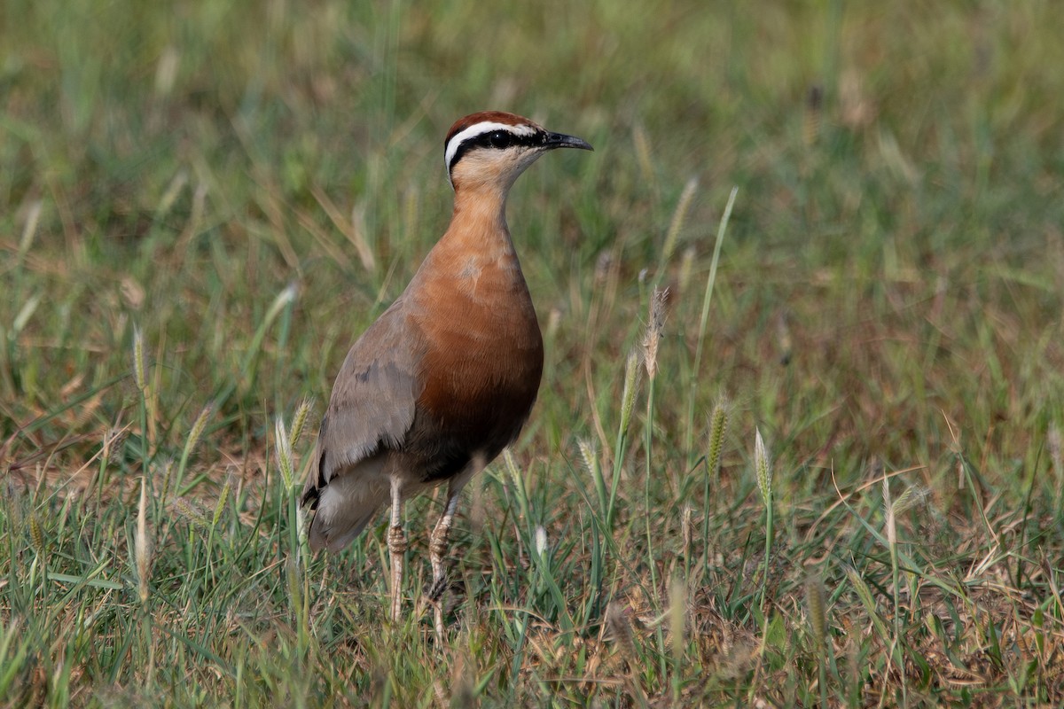 Courvite de Coromandel - ML642147088