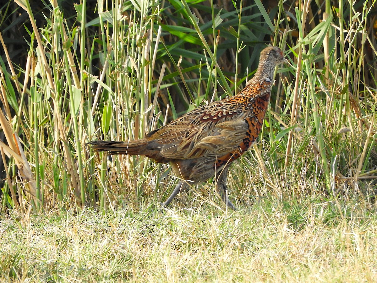 bažant obecný - ML642147097