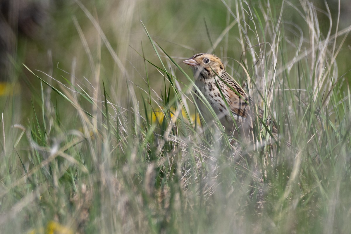 Baird's Sparrow - ML642147113