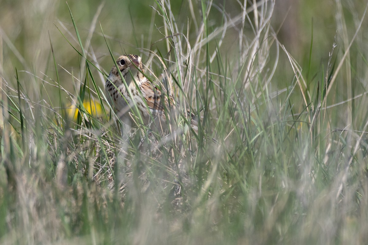 Baird's Sparrow - ML642147114