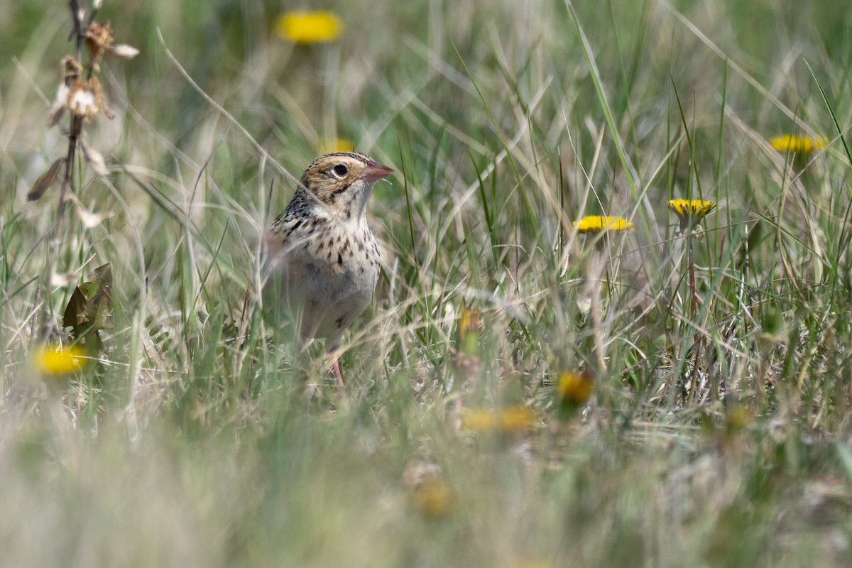 Baird's Sparrow - ML642147115