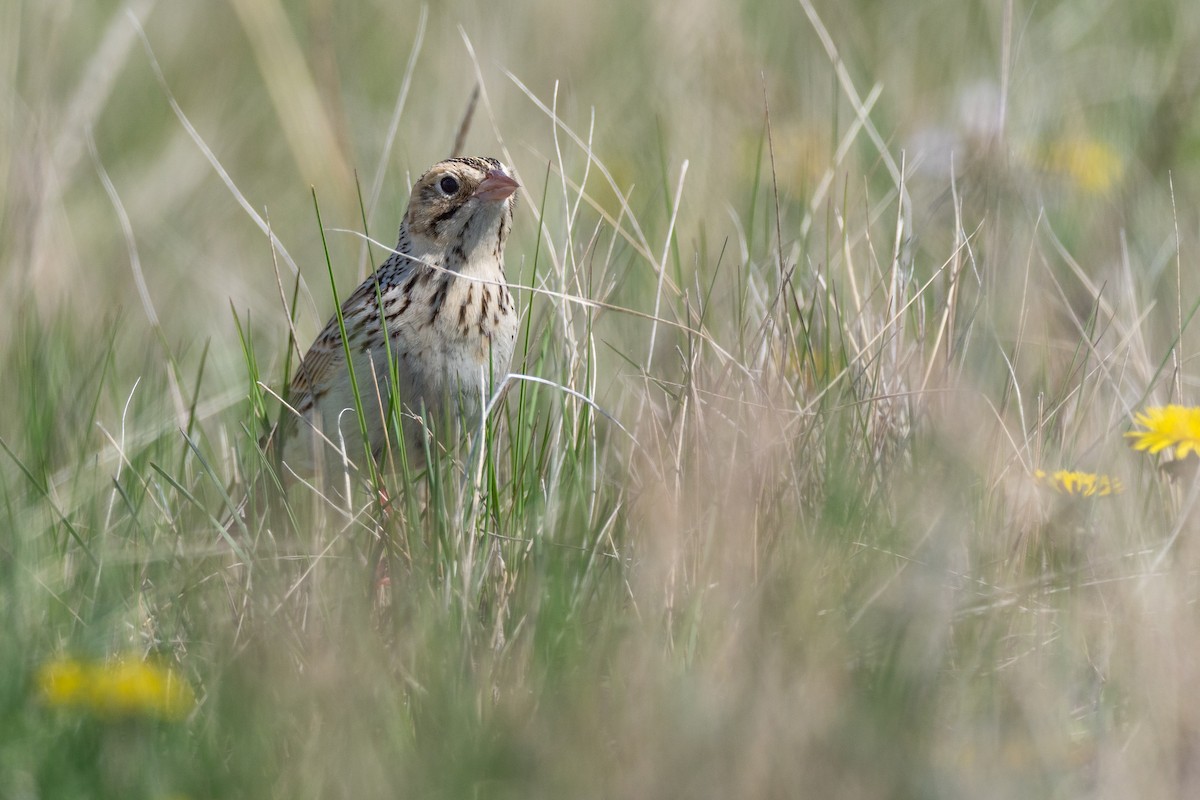 Baird's Sparrow - ML642147116