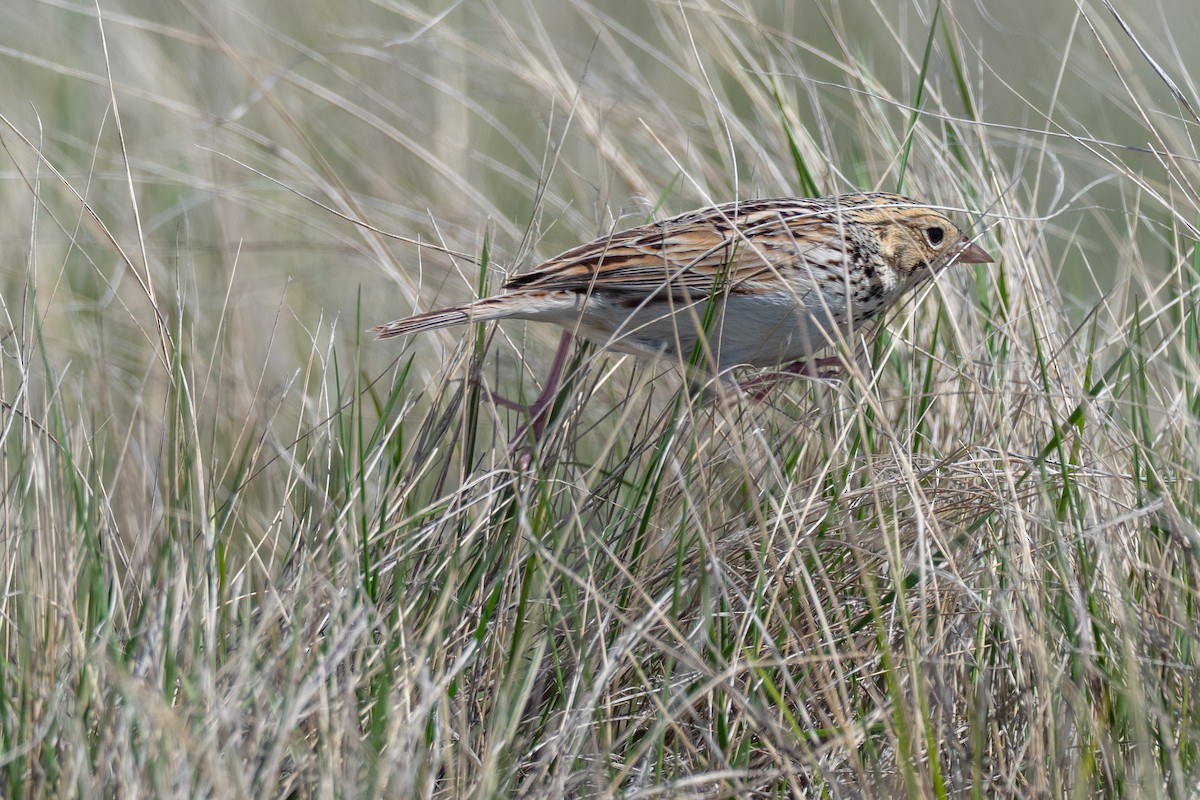 Baird's Sparrow - ML642147117
