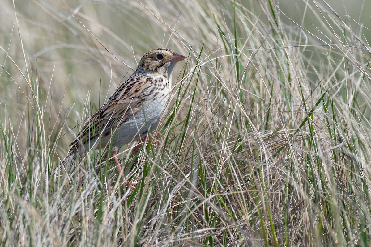 Baird's Sparrow - ML642147118