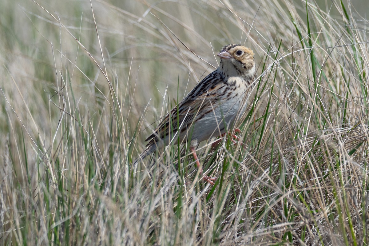 Baird's Sparrow - ML642147119