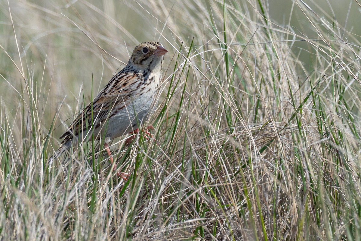 Baird's Sparrow - ML642147120