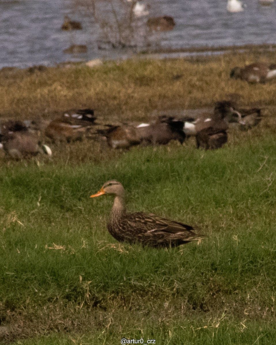 Mexican Duck - ML642147129