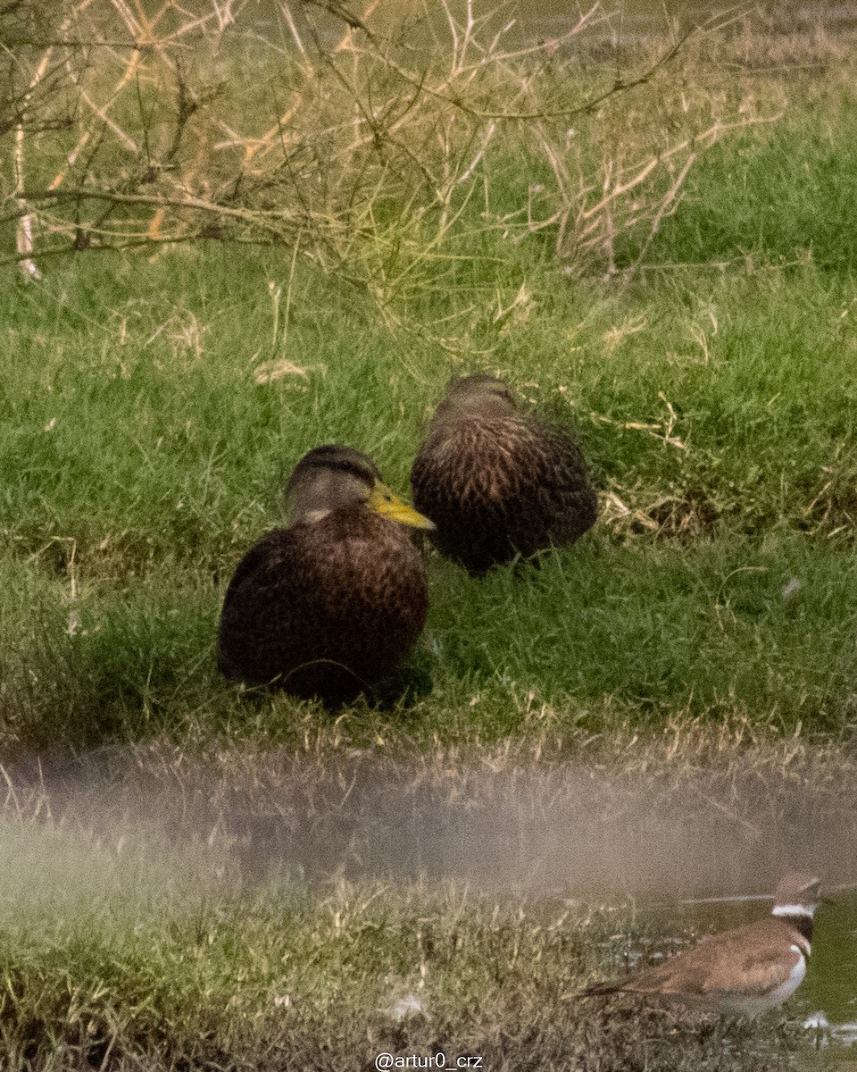 Mexican Duck - ML642147131