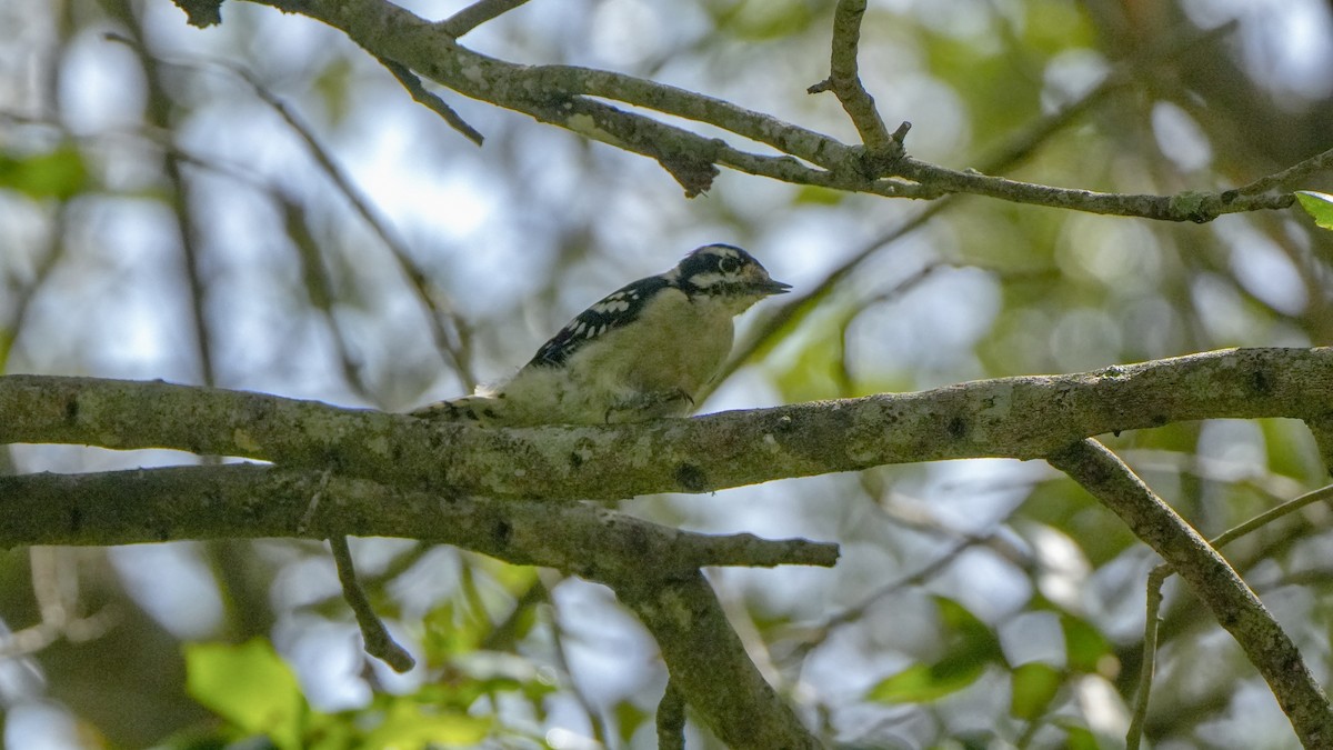 Downy Woodpecker - ML642147133