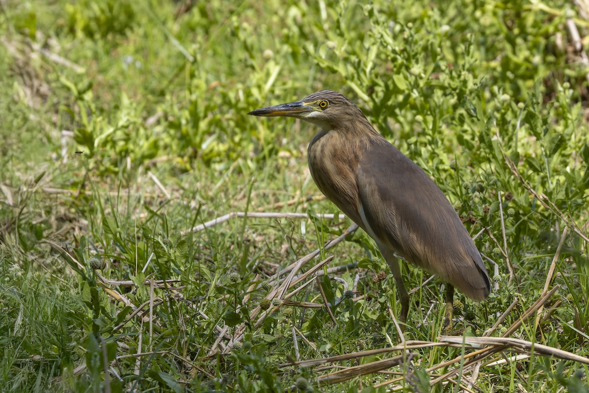 Javan Pond-Heron - ML642147143