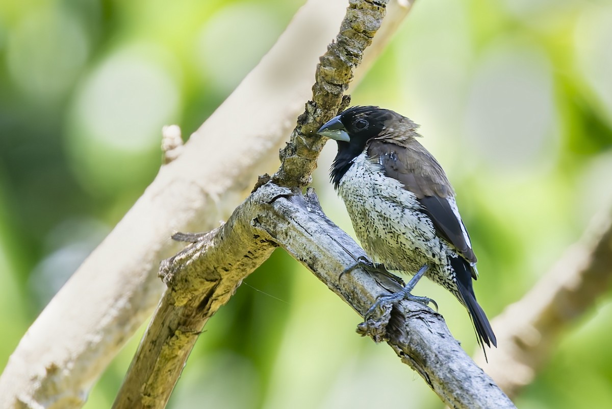 Black-faced Munia - ML642147145