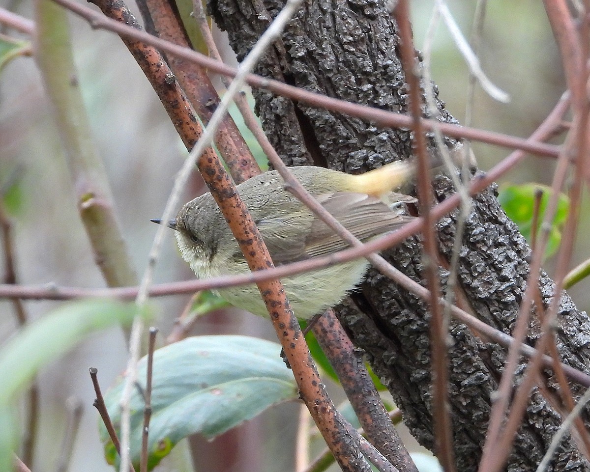 Buff-rumped Thornbill - ML642147149