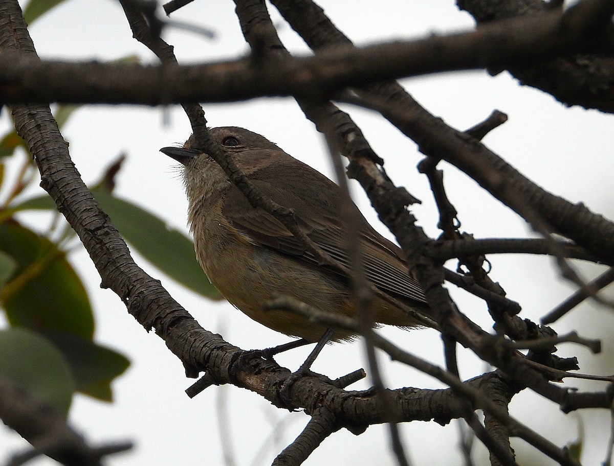 Golden Whistler - ML642147152
