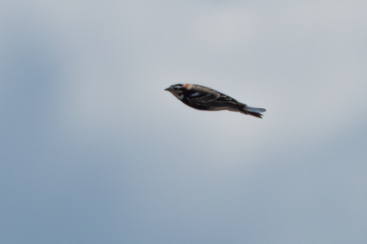 Chestnut-collared Longspur - ML642147159