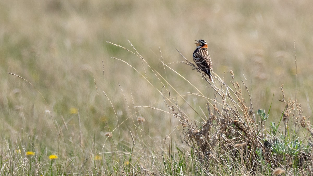 Chestnut-collared Longspur - ML642147160