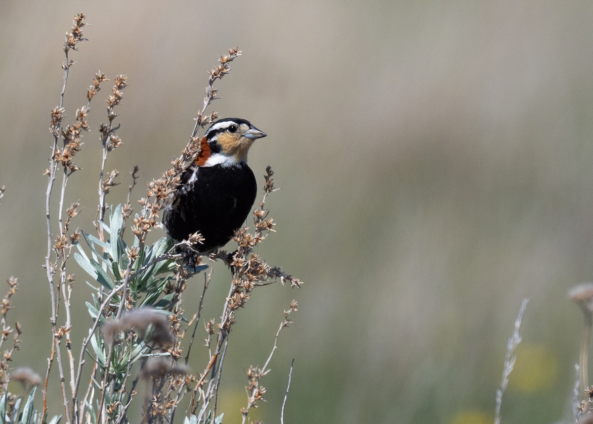 Chestnut-collared Longspur - ML642147161
