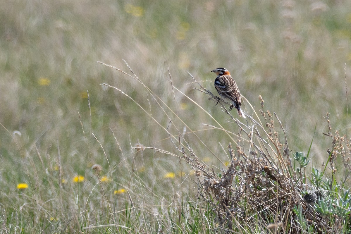 Chestnut-collared Longspur - ML642147162