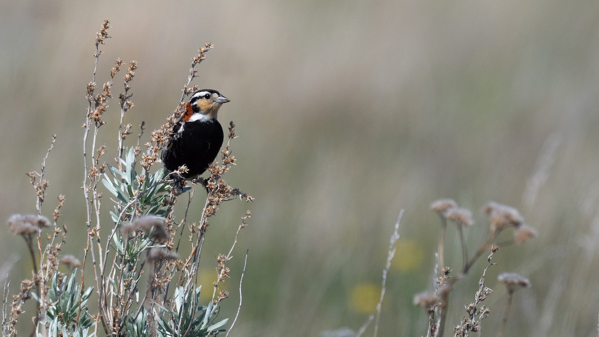 Chestnut-collared Longspur - ML642147163