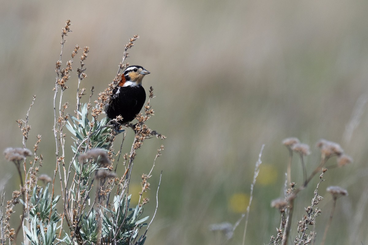 Chestnut-collared Longspur - ML642147164