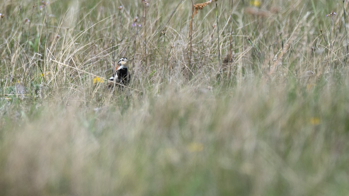 Chestnut-collared Longspur - ML642147165